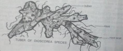 Dioscorea Source Diagnostic Characters Constituents And Uses