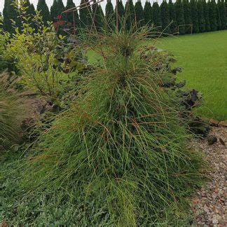 Thuja occidentalis Filiformis Szkółka Roślin Ozdobnych Niemczyk