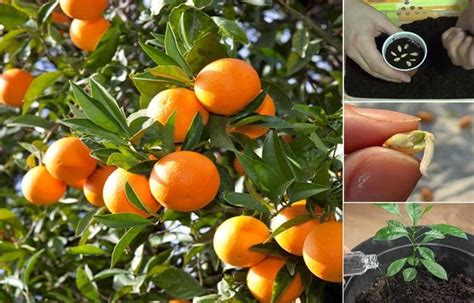 How To Grow Oranges Orange Tree From Seeds Garden With Grandma