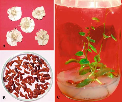 2 In Vitro Germination Of Pterocarpus Marsupium Seeds Collected From Download Scientific