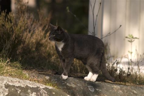 Grannkatt Neighbours Cat Micael Carlsson Flickr