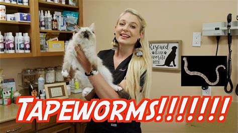 TAPEWORMS !? | How to treat and prevent them!! - YouTube