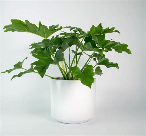 Philodendron Selloum In Pure White Pot Plantandpotnz