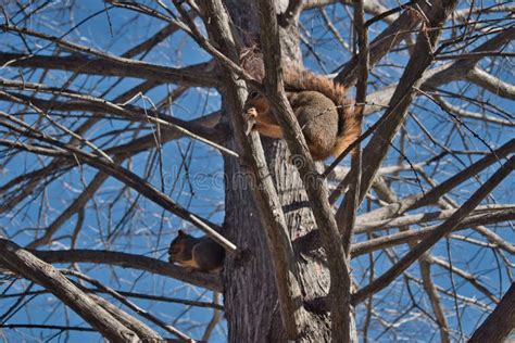 Eating Fox Squirrels Sciurus Niger On The Tree Branches Stock Photo