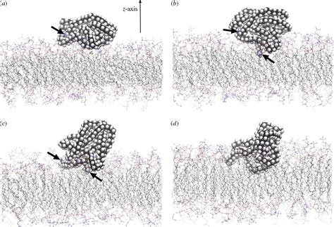 Figure From Study Of Interactions Between Polymer Nanoparticles And