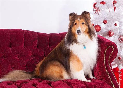 Sable sheltie | Shetland sheepdog blue merle, Shetland sheepdog, Sheepdog