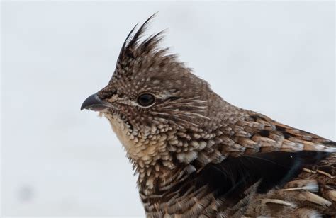 Ruffed Grouse Superb Owl Sunday At The Sax Zim Bog Laura Erickson