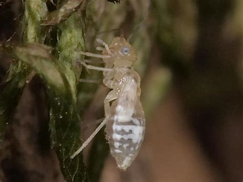 Narrow Barklice Stenopsocidae Graphopsocus Cruciatus Bugguide Net