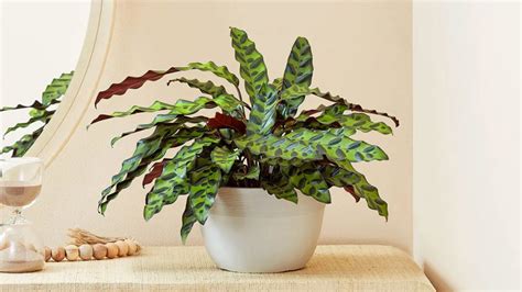 The Plant Of The Year Is A Calathea Rattlesnakehow To Care For It