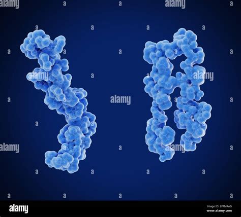 Amyloid Beta Peptide Hi Res Stock Photography And Images Alamy