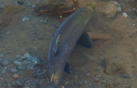 Brown Trout Spawning And Breeding Habits