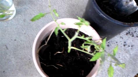 Tomato Propagation Part Two Potting Up Youtube