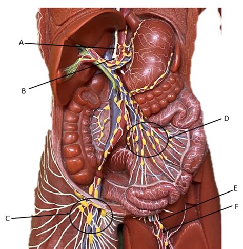 Abdominal Lymphatic Model Diagram Quizlet