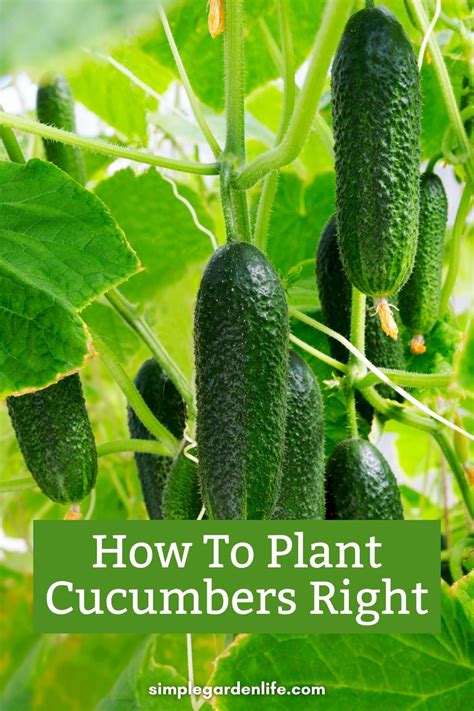 How To Plant Cucumbers Right 4 Simple Secrets To Grow Cucumbers Like