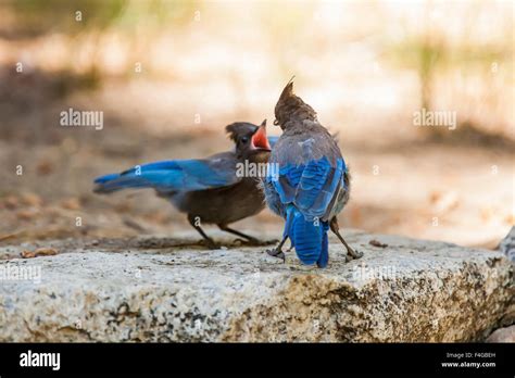 Stellers jay feeding young hi-res stock photography and images - Alamy