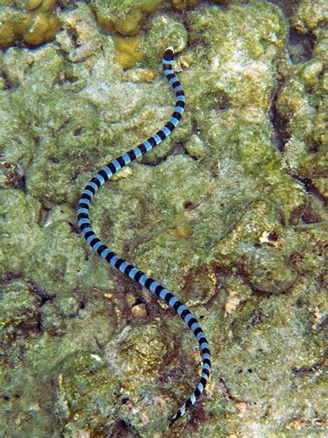 Pin by Bill McPhaul on Vipers and other snakes in 2023 | Snake, Sea snake, Nature water