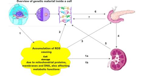 Schematic Representation Of Antioxidant Gene Polymorphism In The