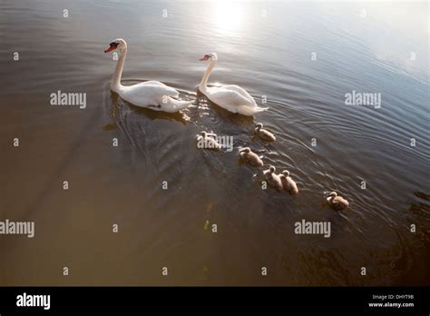 Cygnets Hi Res Stock Photography And Images Alamy