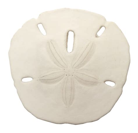 Sand Dollar Facts And Beyond Biology Dictionary