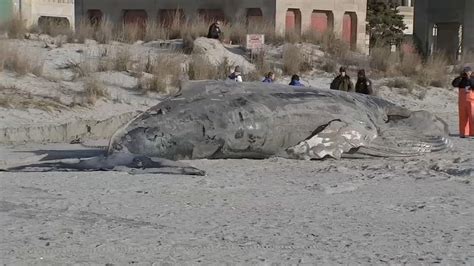 Another Dead Whale Washes Up On Jersey Shore Beach WHYY