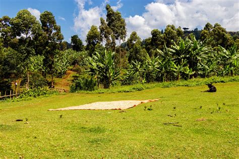 Mount Elgon National Park: Fees, Guide, Price, Lodges [2024]