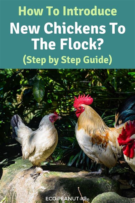 10 Tips To Introducing New Chickens Your Flock Chicken Flock