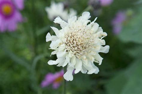 Cephalaria Alpina Bbc Gardeners World Magazine