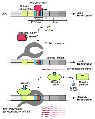 Regulation Der Genexpression Karteikarten Quizlet