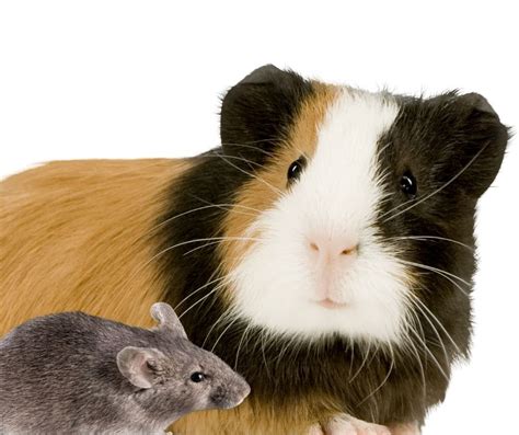 Can I Keep A Guinea Pig And Mouse Together More Guinea Pigs