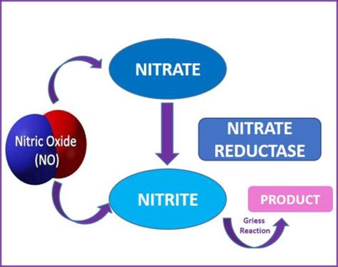 Test kit for Nitrate in Food - Asianmedic