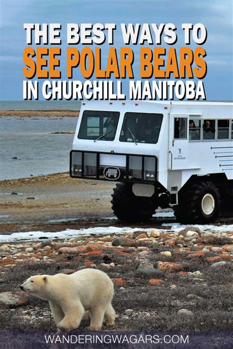 How To See Churchill Polar Bears In The Wild - Adventure Family Travel ...