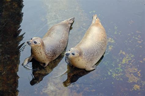 Two Seals Stock Photo Image Of Seals Wild Animal 202669676