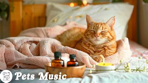 Calming Music For Cats That Gives Comfort Anxiety Relief Relaxing