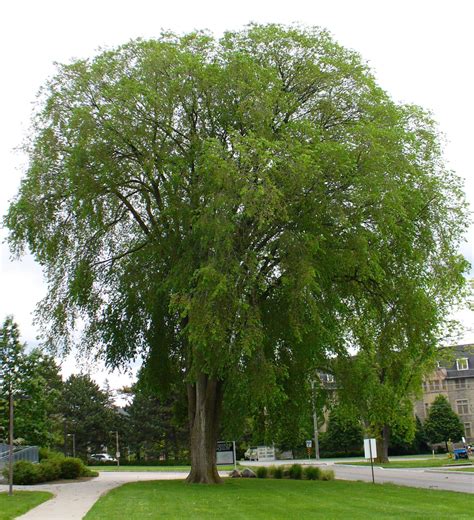 Research may bring white elm back to streets - Landscape Ontario