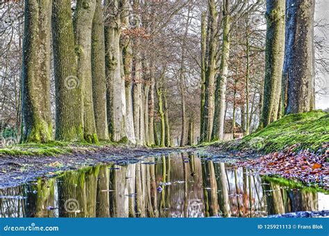 Tall Trees Reflecting In A Forest Puddle Stock Image Image Of Forest