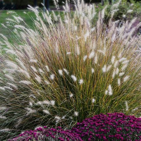 Hameln Fountain Grass Pennisetum American Meadows