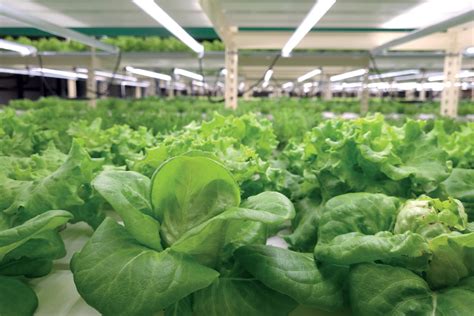 Growing Need For Urban Farming In Malaysia Klse Screener