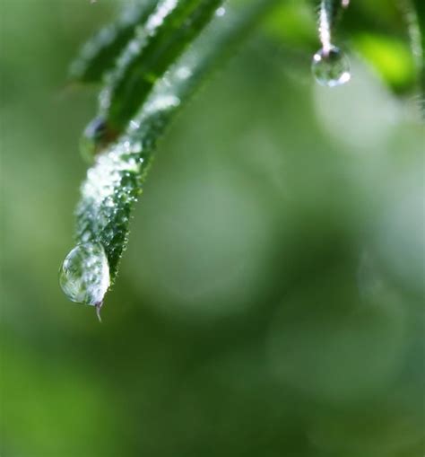 Gotas De Gua Matinais Nas Folhas Da Grama Foto Premium