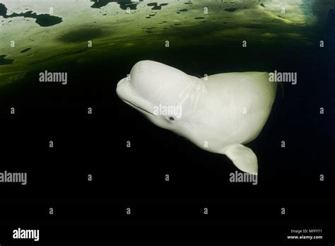 Beluga Whales Delphinapterus Leucas Swimming Under Ice Arctic Circle