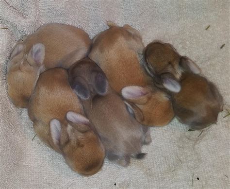 Baby Rabbits 1 Week Old Today Rrabbits