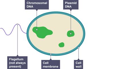 Palisade Labeled Cell Diagram - ClipArt Best