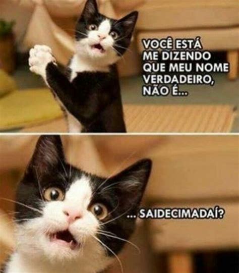 Tem muito gato esse nome por aí gatostagram gatos cats