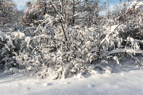 Arbustos Cubiertos De Nieve Reci N Ca Da En El Bosque De Invierno