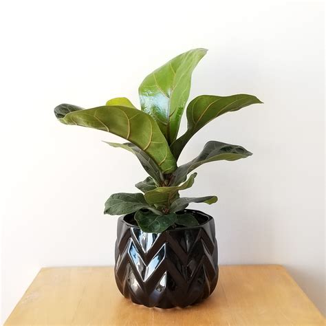 areca palm interiorplantsca