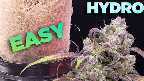 How To Grow Cannabis And Weed In Hydro Hydroponics Easy