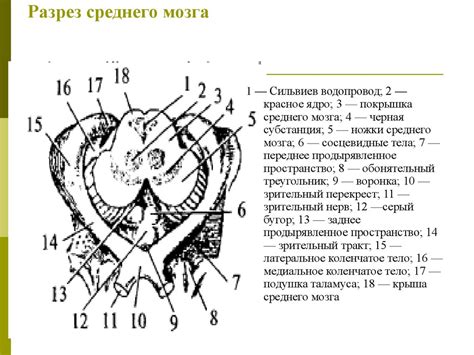 Разрез среднего мозга - презентация онлайн