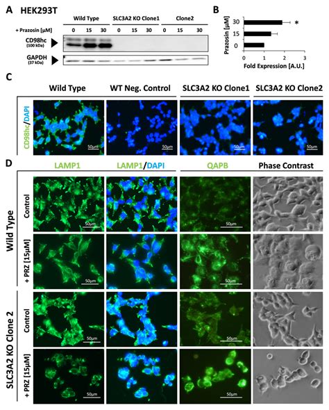 Prazosin Induced Lysosomal Tubulation Interferes With Cytokinesis And