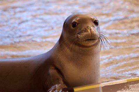 Who Is Killing Hawaii's Endangered Monk Seals? - Honolulu Civil Beat