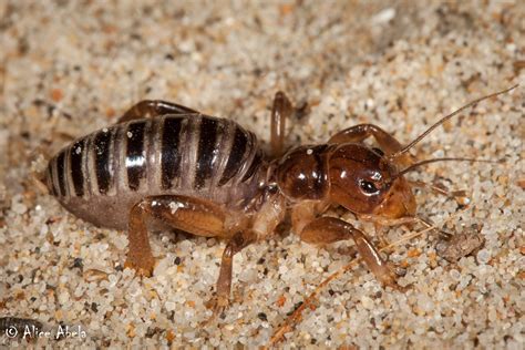 Jerusalem Cricket Ammopelmatus Sp Destroyer 12 Nymph Flickr