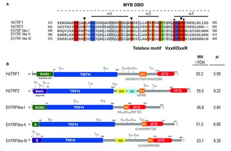 Ehtrf Like Proteins In E Histolytica A Multiple Alignment Of Myb